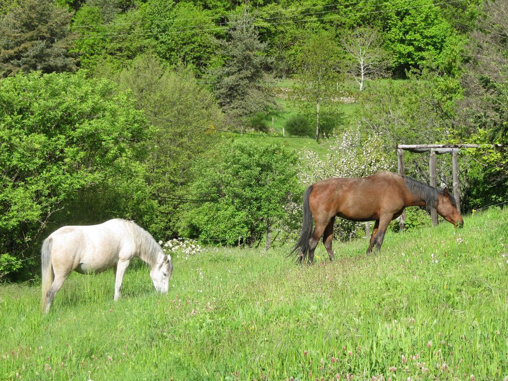 Le Petit Rias Gîte Soleil Saint Maurice en Chalencon Extérieur photo